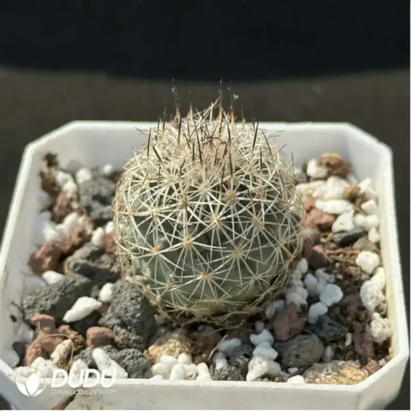 (Seed Grown)Cactus-Turbinicarpus viereckii - Image 2