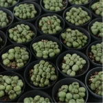 Conophytum-Phosphor jade(Pot Sale)