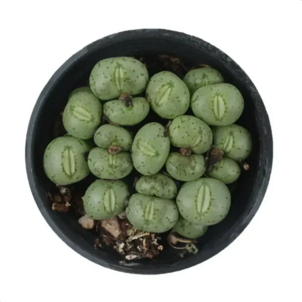 Conophytum-Phosphor jade(Pot Sale) - Image 2