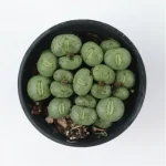 Conophytum-Phosphor jade(Pot Sale) - Image 3
