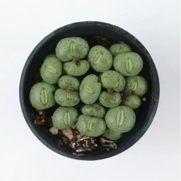Conophytum-Phosphor jade(Pot Sale) - Image 3