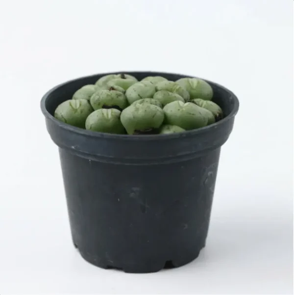 Conophytum-Phosphor jade(Pot Sale) - Image 5