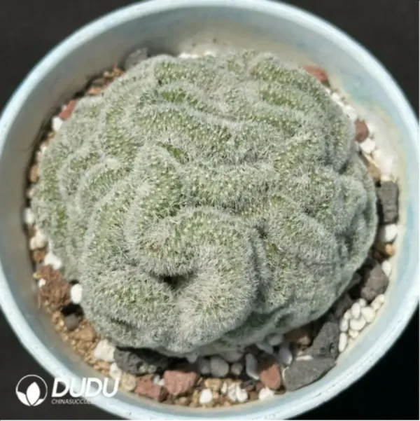(Rooted Cutting)Cactus-Echinopsis Tubiflora Cottonrose Cristata - Image 1