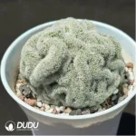 (Rooted Cutting)Cactus-Echinopsis Tubiflora Cottonrose Cristata - Image 2