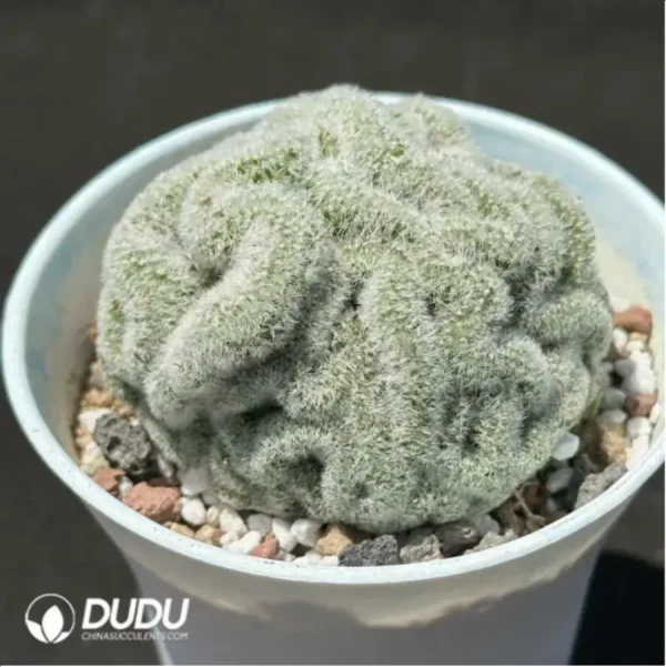 (Rooted Cutting)Cactus-Echinopsis Tubiflora Cottonrose Cristata - Image 2