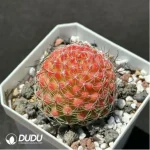 Cactus- Mammillaria Haw.hybr. - Image 2