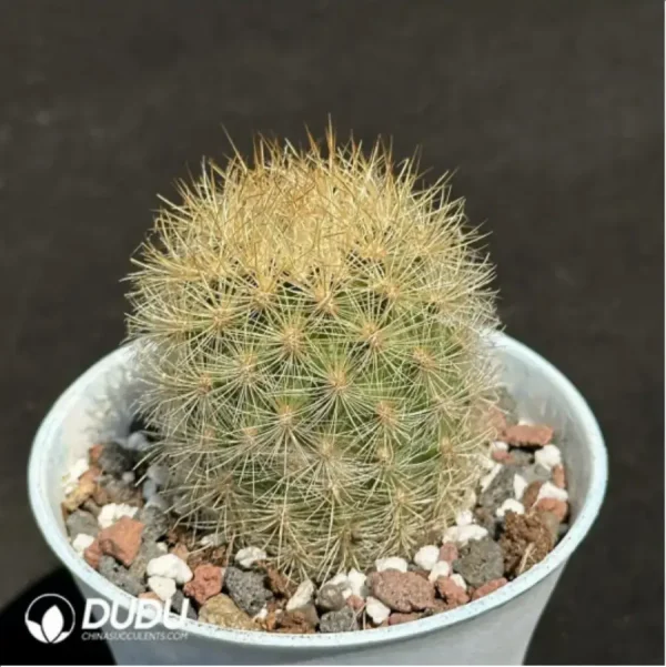 Cactus-Neoporterta nidus Br. et R. - Image 2