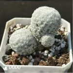 (Rooted Cutting)Cactus-Mammillaria humboldtii Ehrenb.