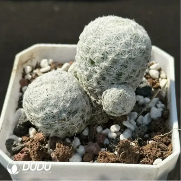 1756114302-1-2200.webp (Rooted Cutting)Cactus-Mammillaria humboldtii Ehrenb. - Image 1