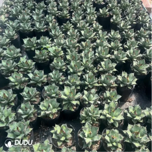 Agave Titanota Gentry Pumila - Image 1