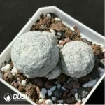 (Rooted Cutting)Cactus-Mammillaria humboldtii Ehrenb. - Image 2