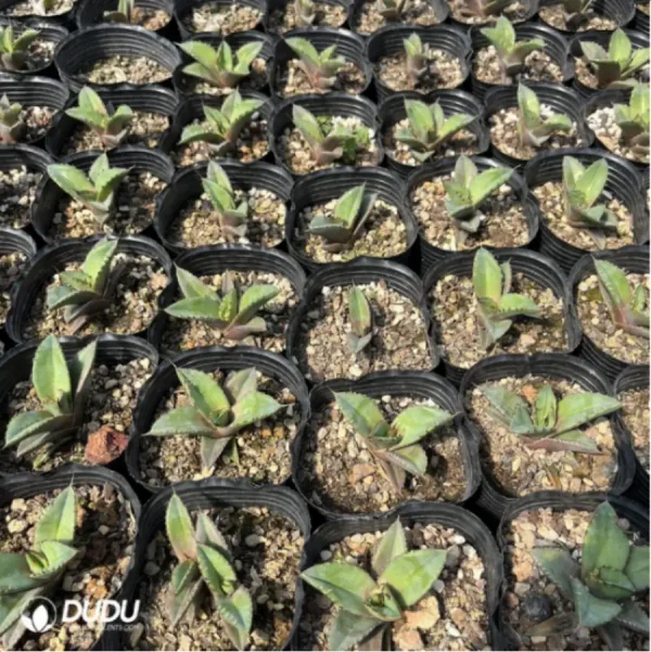 Agave Diamonds - Image 1