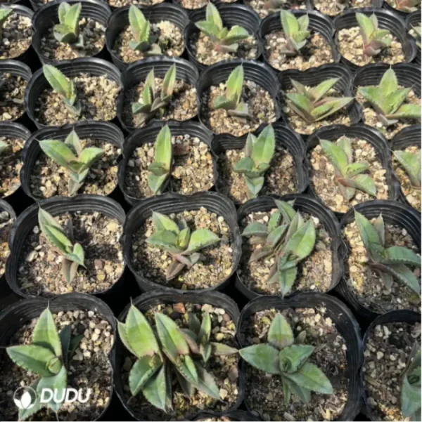 Agave Diamonds - Image 2