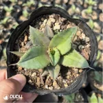 Agave Diamonds - Image 3