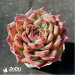 Echeveria Anston