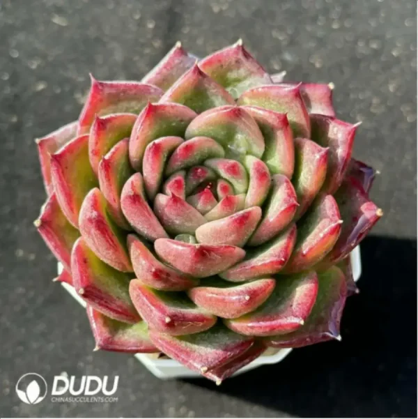 1756114315-1-2457.webp Echeveria Anston - Image 1