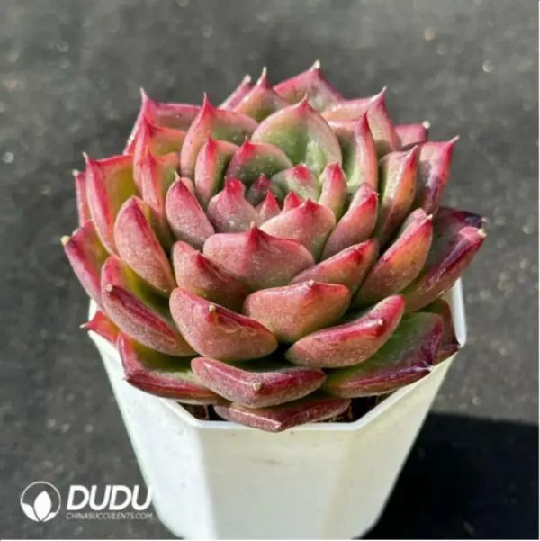 Echeveria Anston - Image 2