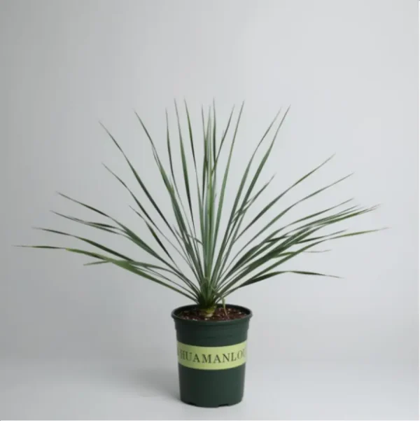 Euphorbiaceae Yucca rostrata - Image 1