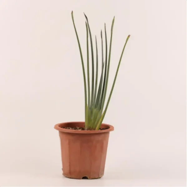 Euphorbiaceae Strelitzia juncea - Image 1