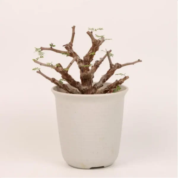 Euphorbiaceae Senna meridionalis - Image 1