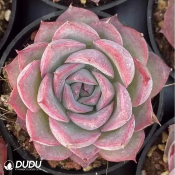 Echeveria Silhouette - Image 1