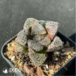 Haworthia mordor