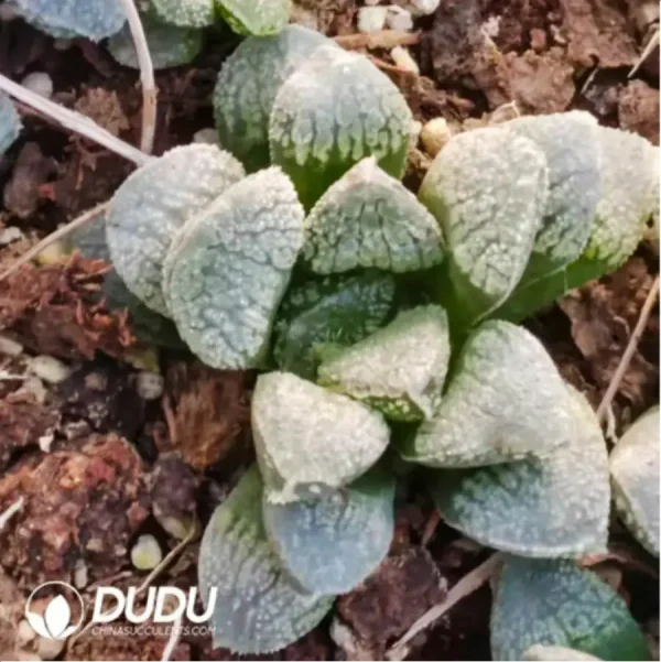 Haworthia mordor - Image 2