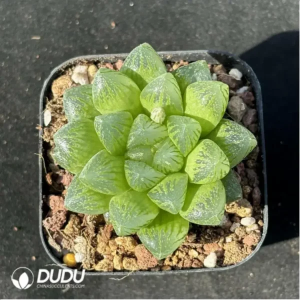 1756114327-1-2445.webp Haworthia snow - Image 1