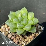 Haworthia snow - Image 2