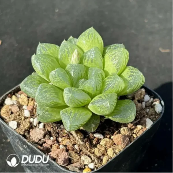 Haworthia snow - Image 2