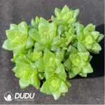 Haworthia cymbiformis