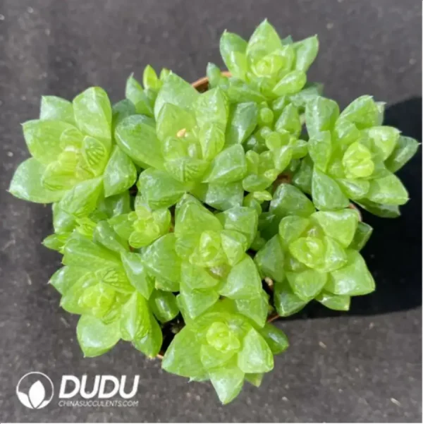 Haworthia cymbiformis - Image 1