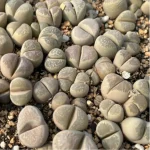 Lithops Daneyu Double Head