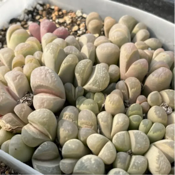 Lithops Daneyu Double Head - Image 2