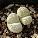 Lithops Daneyu Double Head - Image 3