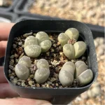 Lithops Daneyu Double Head - Image 4