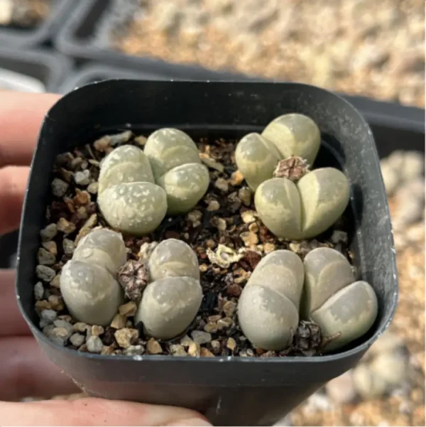 Lithops Daneyu Double Head - Image 4
