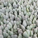 Lithops Shenfengyu - Image 2
