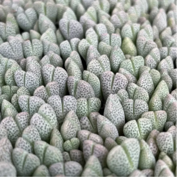 Lithops Shenfengyu - Image 2