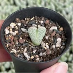 Lithops Shenfengyu - Image 3