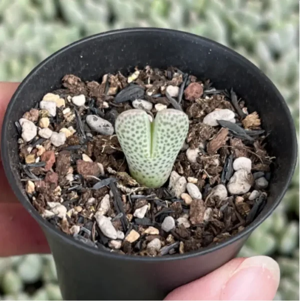 Lithops Shenfengyu - Image 3