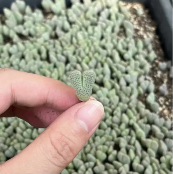 Lithops Shenfengyu - Image 4