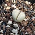 Lithops Wubiyu
