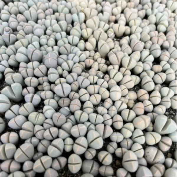 1756114342-2-1970.webp Lithops Wubiyu - Image 2