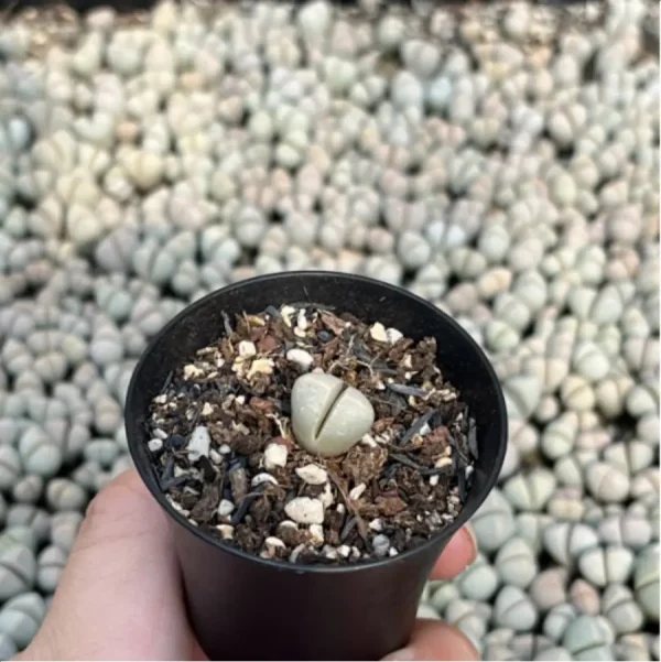 1756114342-3-583.webp Lithops Wubiyu - Image 3