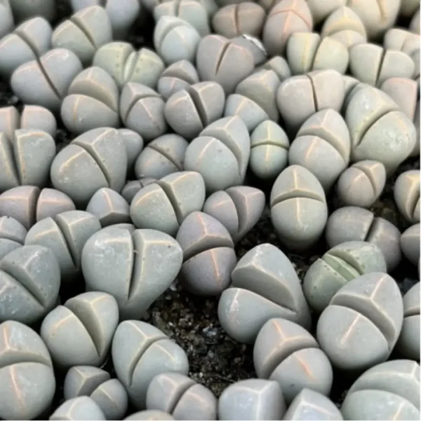 1756114343-4-398.webp Lithops Wubiyu - Image 4