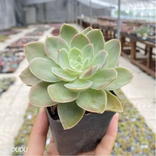 Echeveria Silk Veils - Image 1