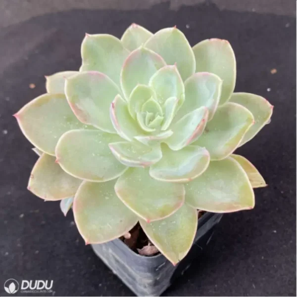 Echeveria Silk Veils - Image 2
