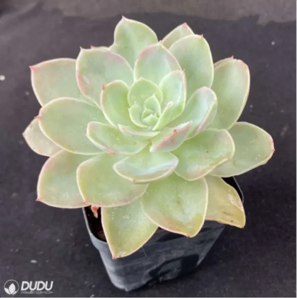 Echeveria Silk Veils - Image 3