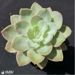 Echeveria Silk Veils - Image 4